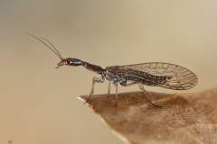 Raphidiidae