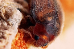 Rhyzobius chrysomeloides