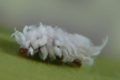 Scymnus sp.larva