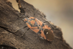 Spilostethus pandurus