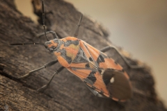 Spilostethus pandurus