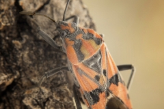 Spilostethus pandurus