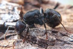 Tetramorium caespitum (hormiga del pavimento)