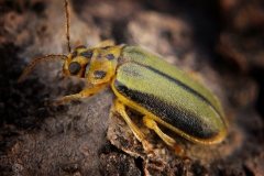 Xanthogaleruca luteola (escarabajo del olmo)