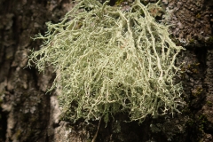 Usnea barbata