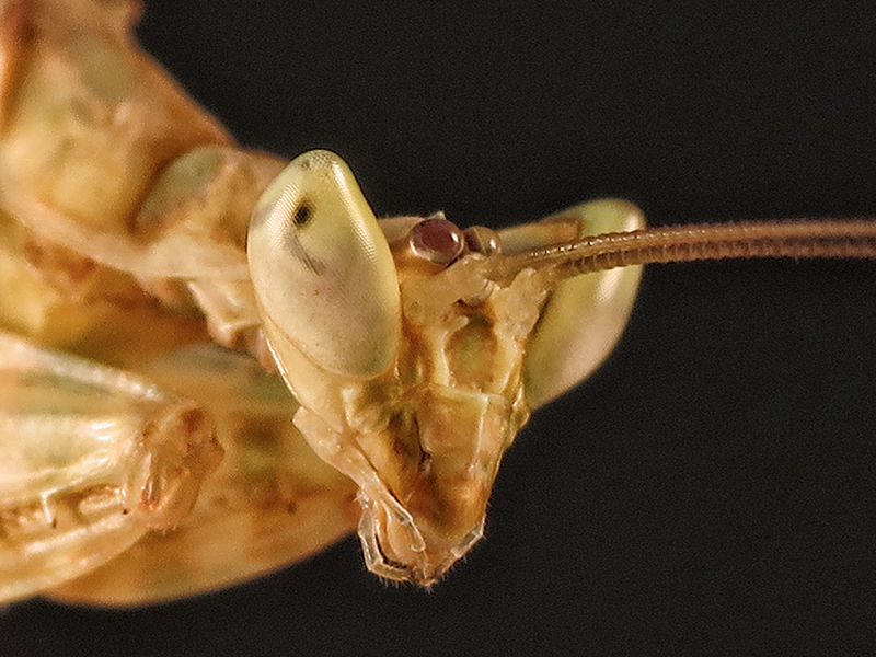 Creobroter gemmatus macho