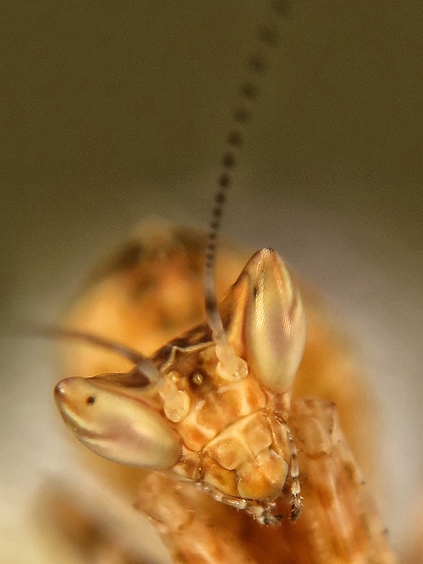 Creobroter gemmatus ninfa LX2