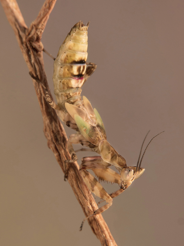 Creobroter gemmatus subadulto