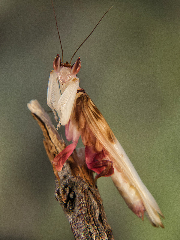 Hymenopus coronatus macho adulto
