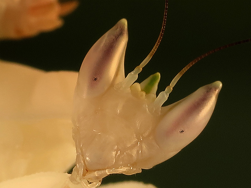 Hymenopus coronatus ninfa hembra LX1