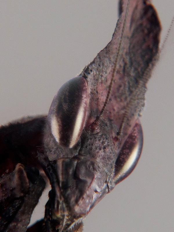 Phyllocrania paradoxa hembra adulta