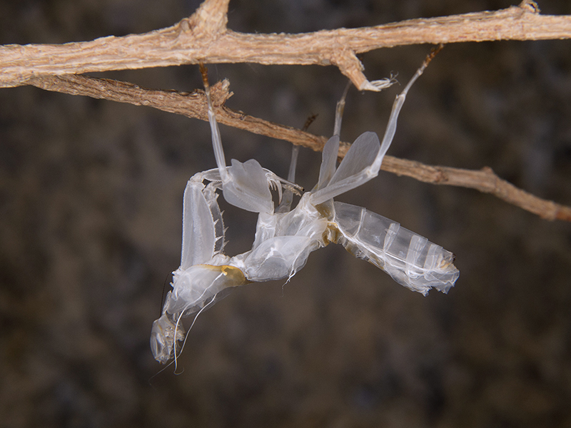 exuvia Hymenopus coronatus ninfa hembra LX3