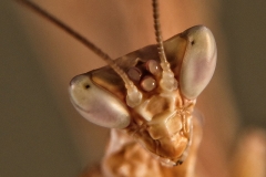 Creobroter gemmatus macho