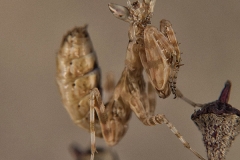 Creobroter gemmatus ninfa LX2