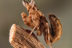 Creobroter gemmatus ninfa macho LX3
