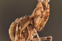 Creobroter gemmatus ninfa macho LX3