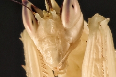 Hymenopus coronatus hembra