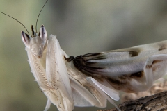 Hymenopus coronatus hembra