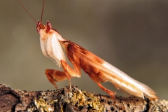 Hymenopus coronatus macho adulto
