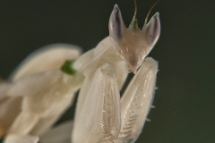 Hymenopus coronatus ninfa hembra LX1