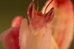 Hymenopus coronatus ninfa macho LX1