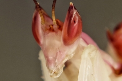 Hymenopus coronatus ninfa macho LX2
