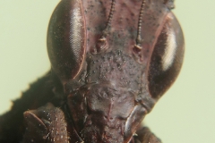 Phyllocrania paradoxa hembra adulta