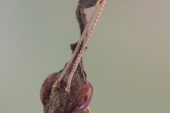 Phyllocrania paradoxa macho adulto