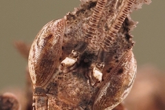 Phyllocrania paradoxa ninfa LX6