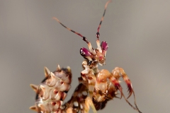 Pseudocreobotra wahlbergii hembra ninfa L3