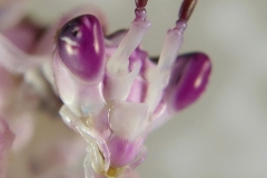 Pseudocreobotra wahlbergii hembra ninfa L5