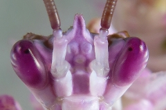 Pseudocreobotra wahlbergii hembra ninfa L6