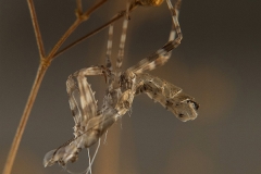 exuvia Creobroter gemmatus ninfa macho LX3