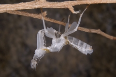 exuvia Hymenopus coronatus ninfa hembra LX3