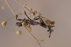 exuvia Phyllocrania paradoxa ninfa LX1
