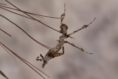 exuvia Phyllocrania paradoxa ninfa LX5