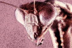 Polyspilota griffinii