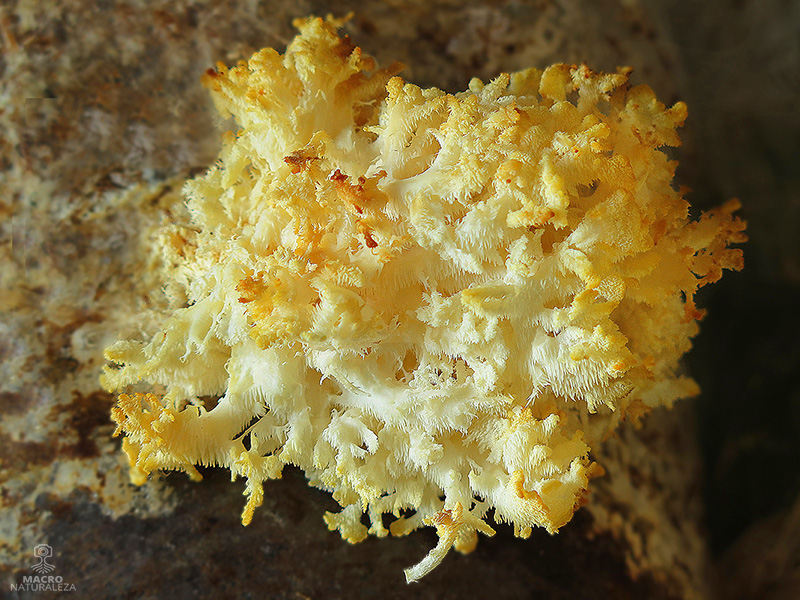 Hericium coralloides cultivo