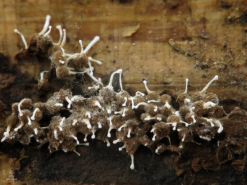 Polycephalomyces tomentosus