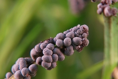 Badhamia foliicola