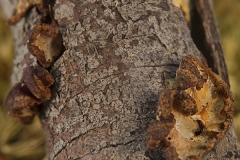 Eichleriella leucophaea