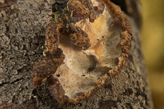 Eichleriella leucophaea