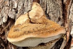 Inocutis tamaricis (Inonotus tamaricis)