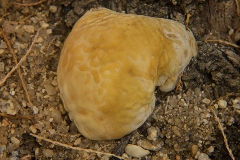 Inocutis tamaricis (Inonotus tamaricis)
