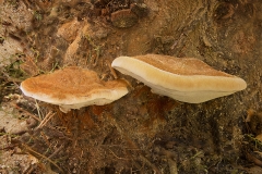 IInocutis tamaricis (Inonotus tamaricis)