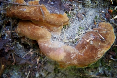 Inonotus hispidus