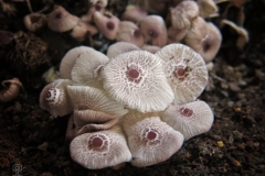 Leucocoprinus sp.