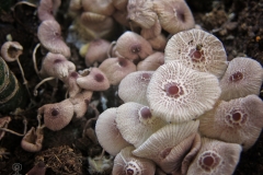 Leucocoprinus sp.