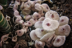 Leucocoprinus sp.