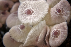 Leucocoprinus sp.